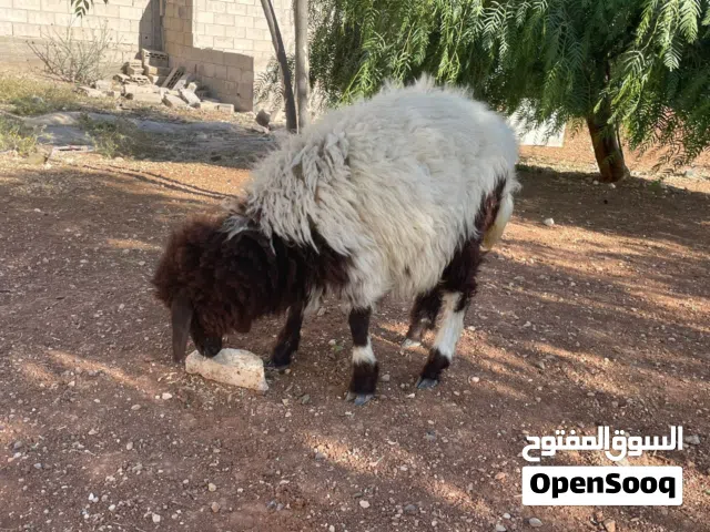 عبور للبيع عمان