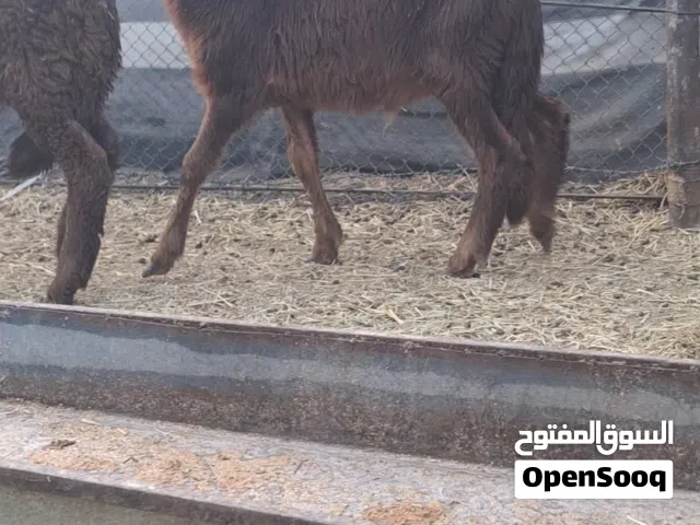 للبيع كبش وحمله سودانيات توم ماشاءالله تبارك الرحمان