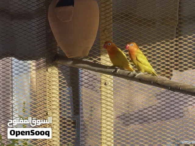 كوبيه فيشر حاجه تباركه الله من النوادر الصوره مش واضحه فيه فيديو أوضح