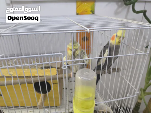 طيور كوكتيل زوج للبيع