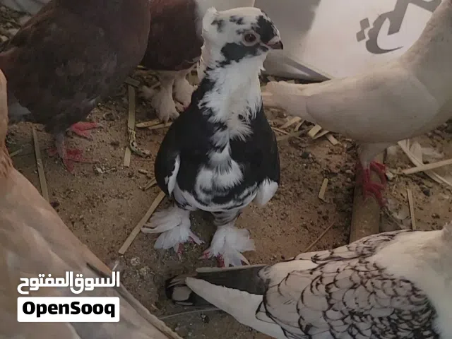 متوفر جميع انواع الحمام ب اسعار جمله وين العاشقين وين المربيين حمام عررررطات كل زوج احسن من الثاني