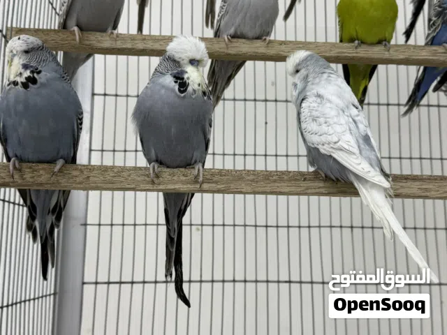 بادجي أنجلش