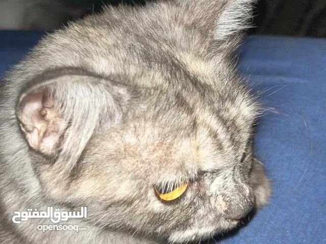 قط شيرازي للبيع