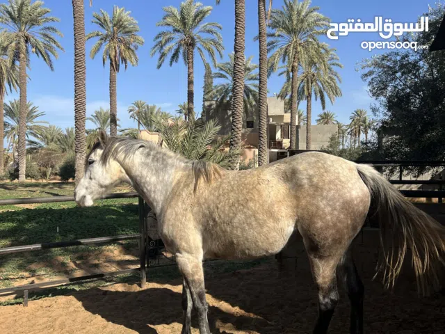 فرس للبيع طايبه سرج و سيله