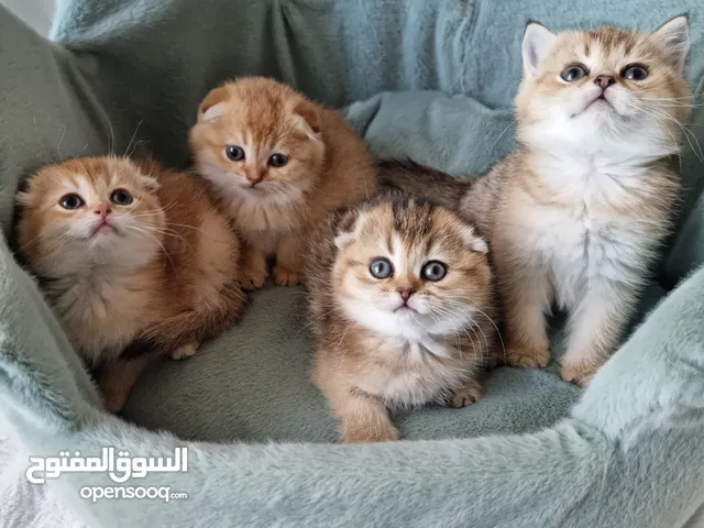 golden scottish fold غولدت سكوتش فولد