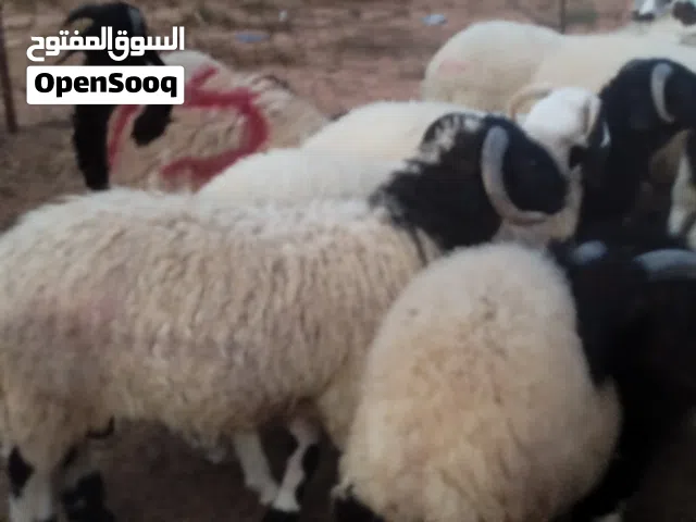 ضحايا عيد نظيفة والاسعار فيه 2000 وفيه 2300 وفيه 3000 وفيه 3500 وفيه 4000