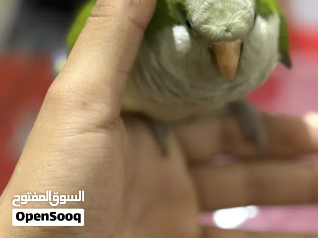 بغبغاء كويكر