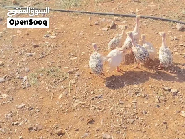 صوص رومي عمر شهرين