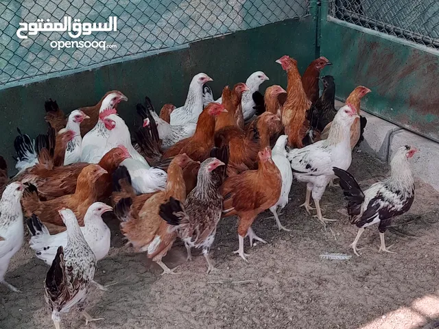 بيع دجاج فرنسي ومحلي