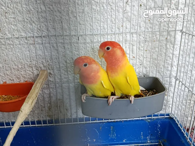 جوز روز اوبلاين راس احمر