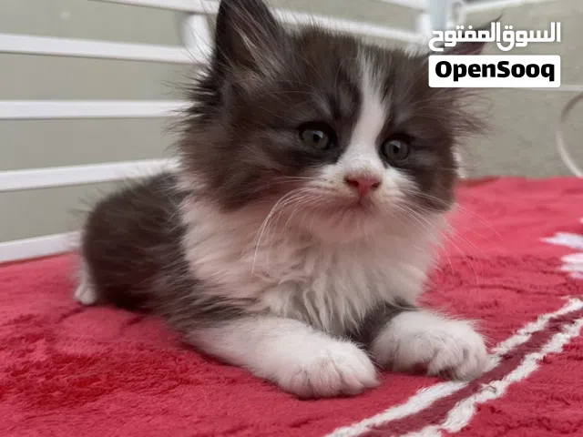استمارة بيع قط شيرازي بيور اللون ابيض و تشوكليت (الوصف مهم)