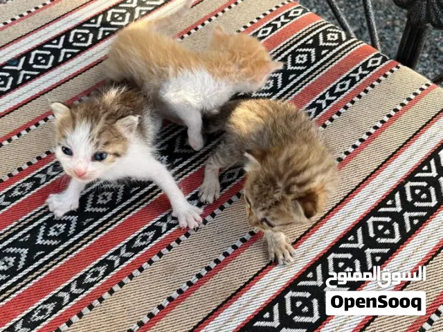 قطط هجين شيرازي لتبني