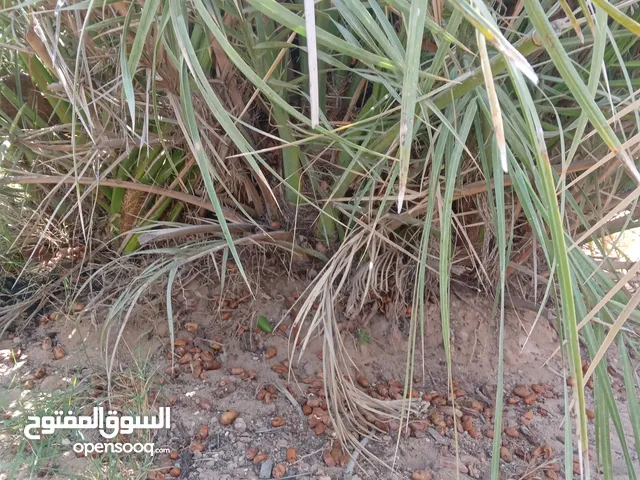 غرس نخل ام فتيتي