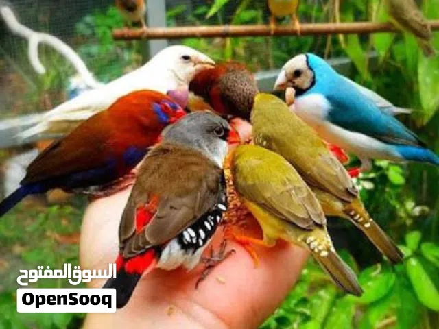 شراء جميع انواع الطيور والبغبغاء