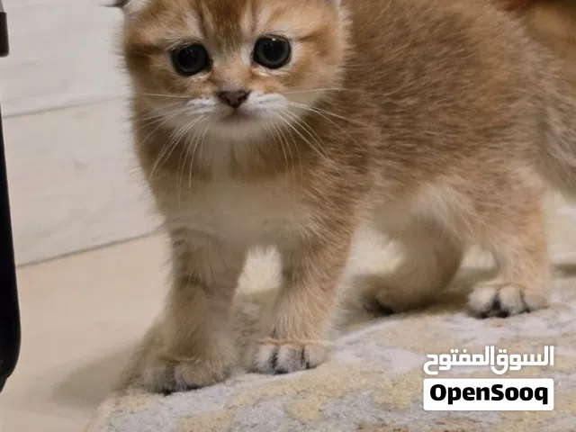 قطط سكوتش فولد شانشيلا ( التواصل عبر الواتساب فقط)