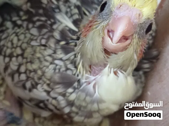 كوكتيل للترويض