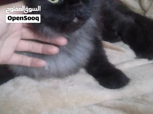 قطة شانشيلا لطيفة وهادئة ونظيفة