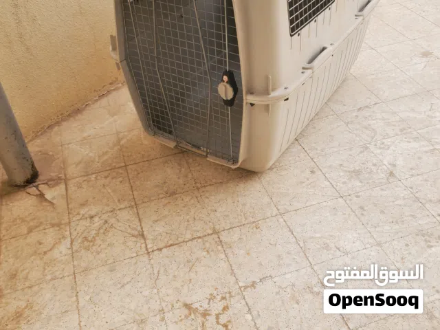 بيت للكلب بحجم كبير