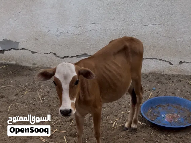 اللبيع عجله امكان عمره أربعة اشهر او خمسه كذاك