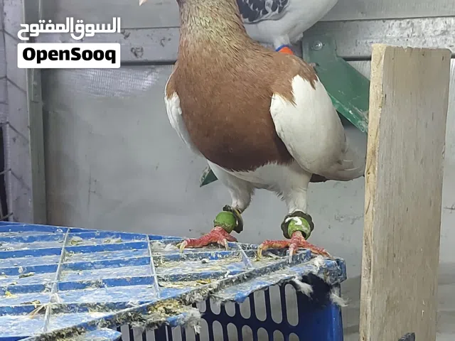 فحل ضرب نخب