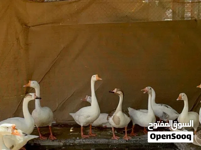 غزلان، غزال الريم، غزال الدماني، غزال الأكسس دير، وعل المافلون، الوز العراقي، الطاووس الهندي