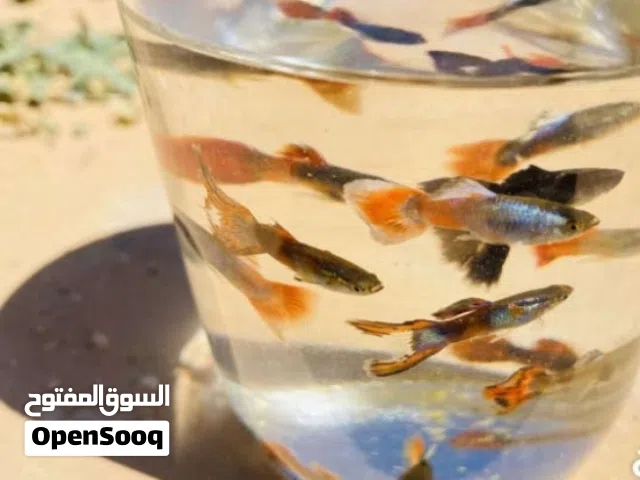 اسماك اربع انواع طفرات شي فاخر من الآخر