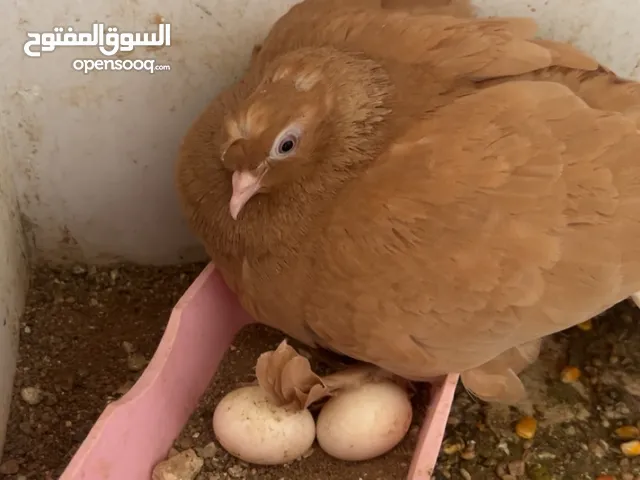 السلام عليكم عندي هدول الحمامات بدي ابيعهم 7زواج وفرخين ولسا 2بيض ما فقسو الي إلو مصلحه يبعتلي