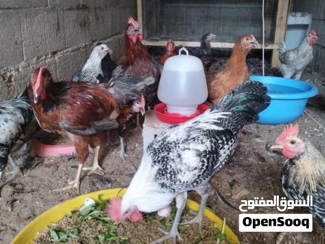 للبيع دجاج