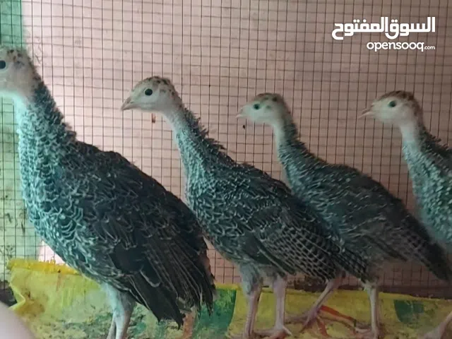 للبيع كتاكيت رومي بلدي بكامل التحصينات