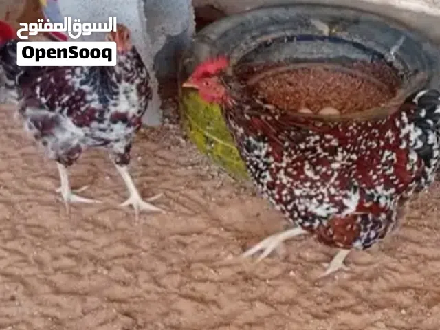 سايكس زهري حجم ونظافه الله يبارك مكان الزاويه