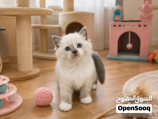 هملايه بيور