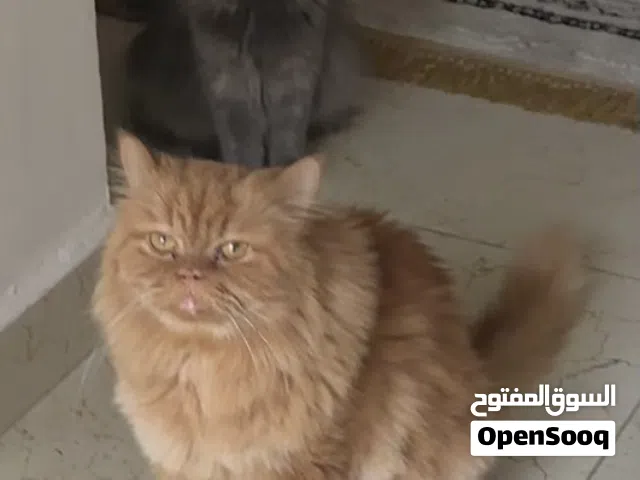 سكاي و براوني للتبني