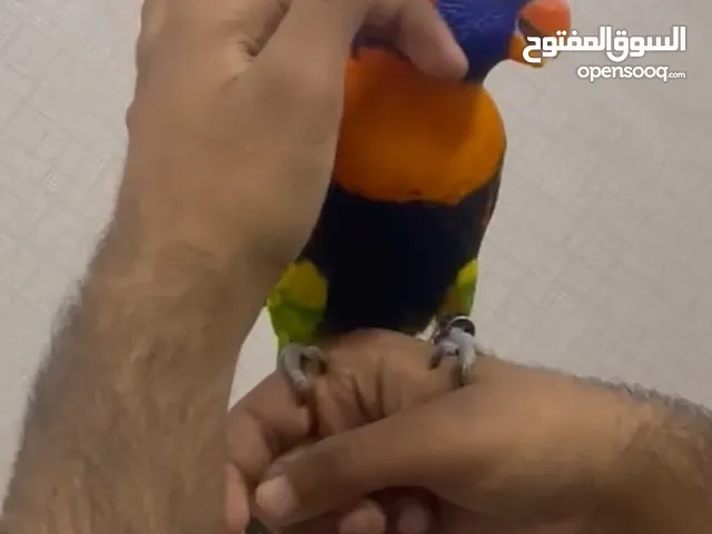 لوري ريدكلرايد