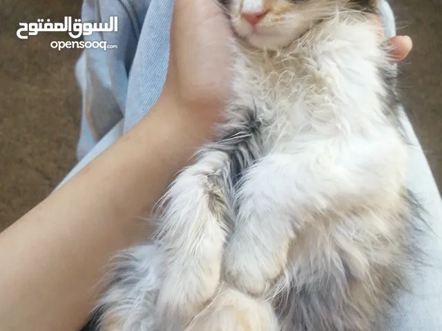 قطه للبيع بسعر جدا رخيص