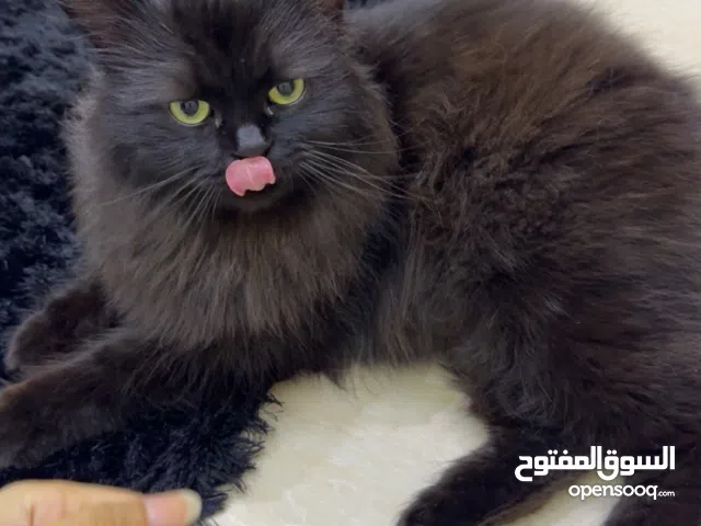 قط شيرازي سنتين ذكر للتبني