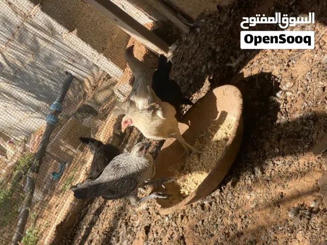 المكان الزاهراء ورشفانه