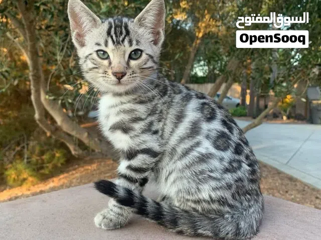 Adorable purebred bengal kittens