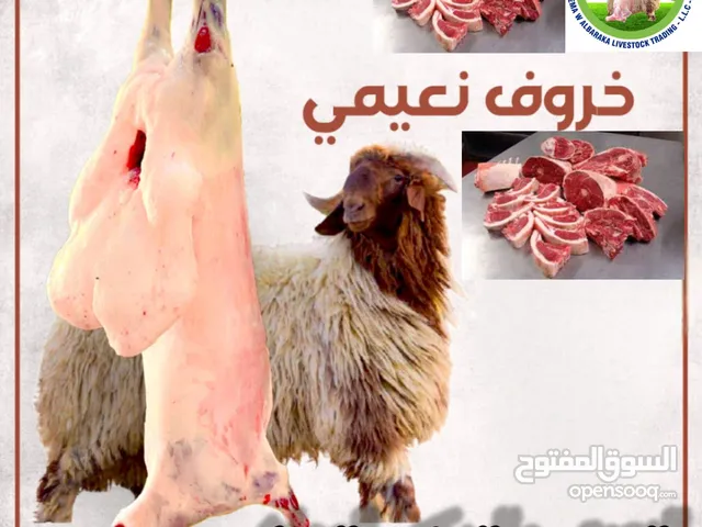 السلام عليكم ورحمه الله وبركاته للبيع خرؤف خروف نجدي