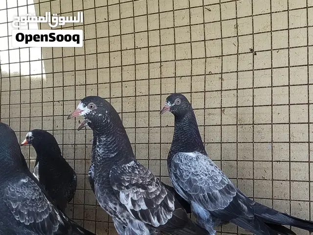 حمام باكستاني فرروخ يوجد فيديو للطيور