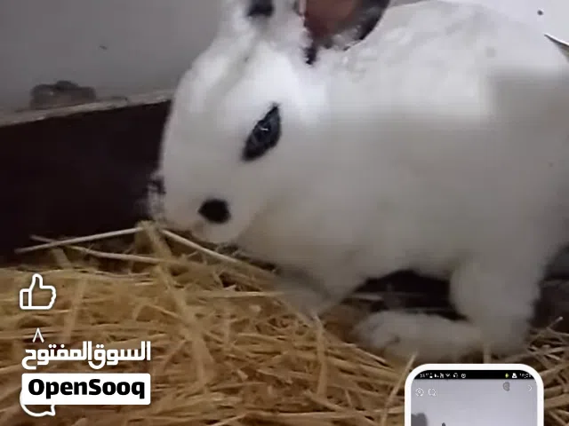 ذكر ركس للبيع