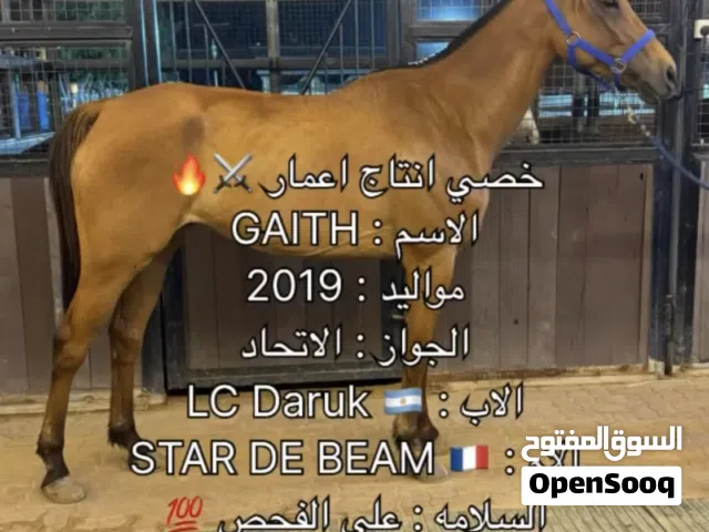 خصي انتاج اعمار