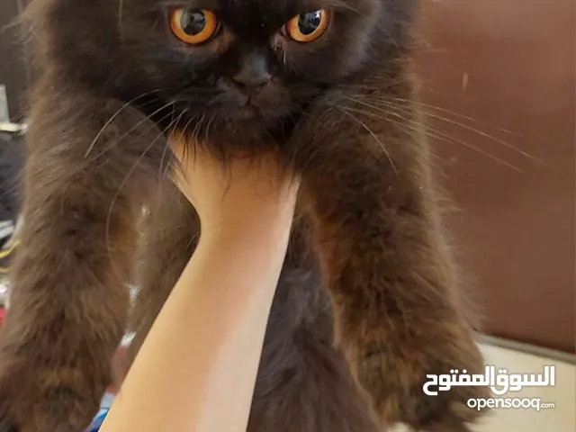 Beautiful Persian cat for free