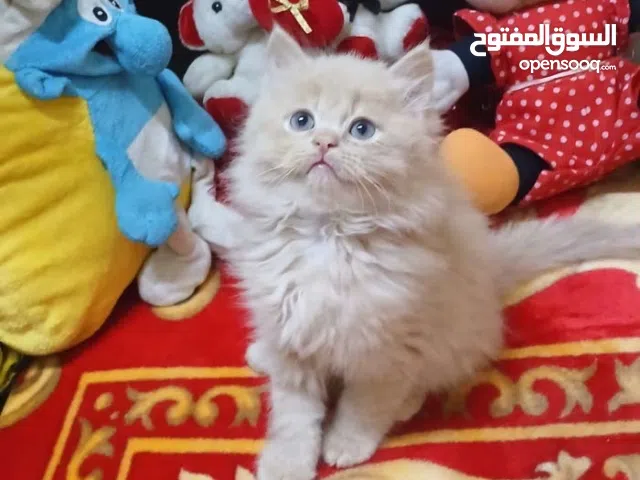 قط انثى و ذكر