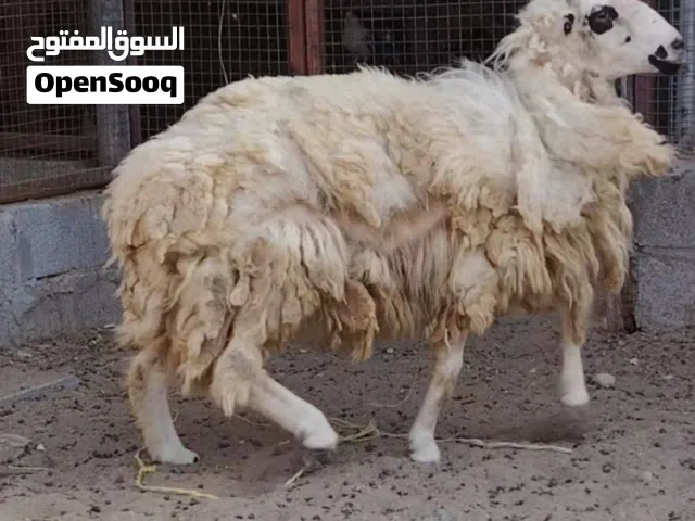 للبيع كبش سمين