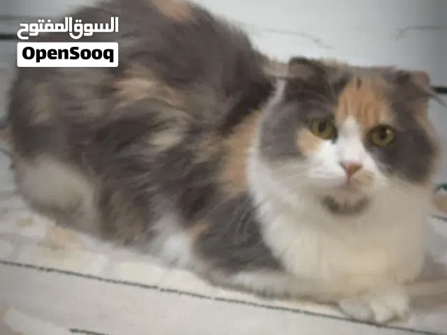 سكوتش فولد للتبني