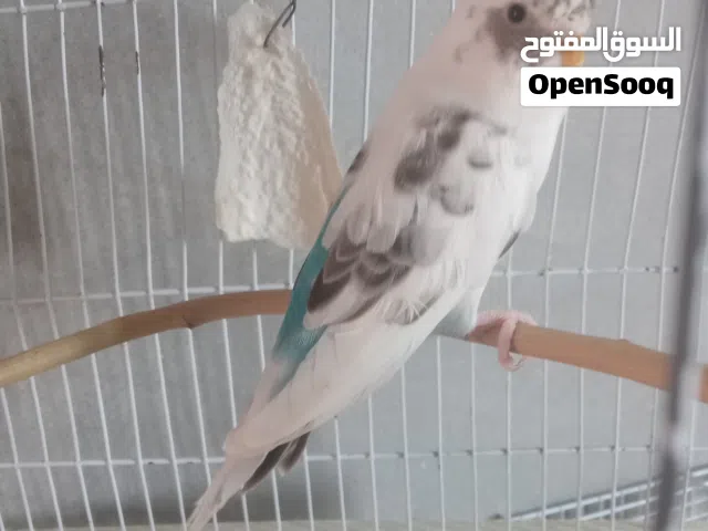 مشاء الله تبارك الرحمن إنتي ربي يبارك سخونه مشاء الله طلعه من بلاك وينج سعر ريش 100دل