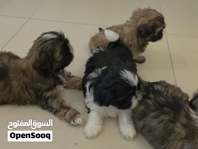 Shih tzu Puppies (Male and Female)