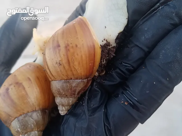 حلزونات بينو كرميل + بينو تايغر و يتوفر ايضا كرميل مضرب تايغر