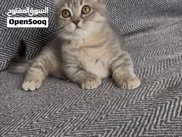 Munchkin Scottish straight القزم سكوتش ستريت