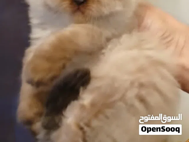 قطط همالايا صغار العمر شهر و اسبوع مع امهم 400 دولار قابل للنقاش